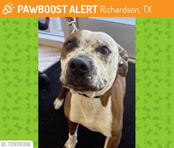 Found/Stray Female Dog last seen Forestdale, Richardson, TX 75081