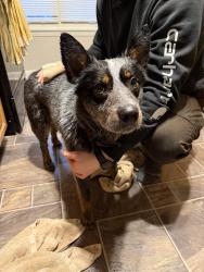 Found/Stray Male Dog last seen state fair , West Allis, WI 53214