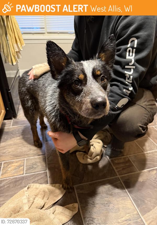 Found/Stray Male Dog last seen state fair , West Allis, WI 53214