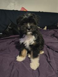 Found/Stray Male Dog last seen College ave, San Diego, CA 92115