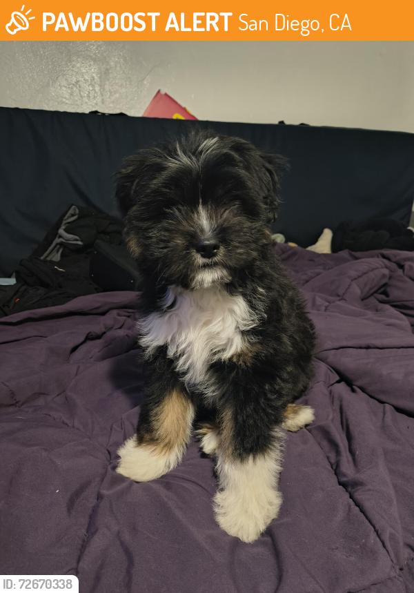 Found/Stray Male Dog last seen College ave, San Diego, CA 92115