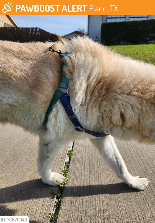 Found/Stray Male Dog last seen Park and Jupiter neighborhood , Plano, TX 75074