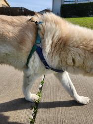 Found/Stray Male Dog last seen Park and Jupiter neighborhood , Plano, TX 75074