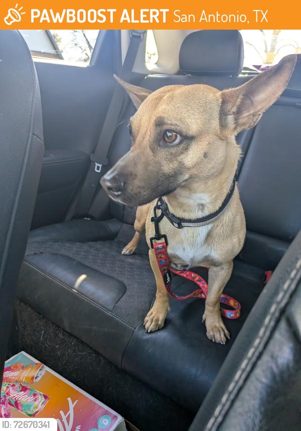 Found/Stray Male Dog last seen Olmos HEB , San Antonio, TX 78212