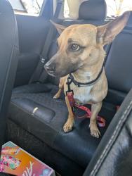 Found/Stray Male Dog last seen Olmos HEB , San Antonio, TX 78212