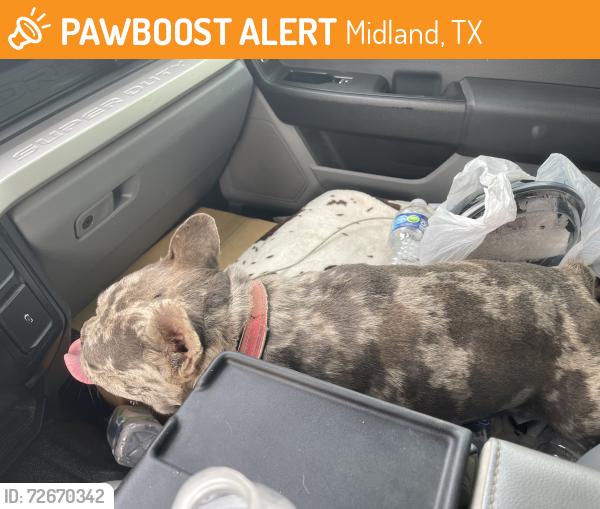 Found/Stray Female Dog last seen Near s Jefferson st  , Midland, TX 79701
