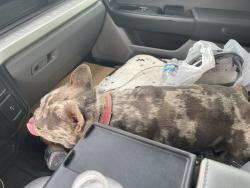 Found/Stray Female Dog last seen Near s Jefferson st  , Midland, TX 79701