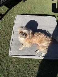 Lost Male Dog last seen Saint Clair Ave & Oxnard St, Los Angeles, CA 91606
