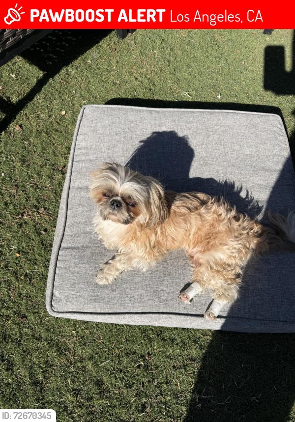 Lost Male Dog last seen Saint Clair Ave & Oxnard St, Los Angeles, CA 91606