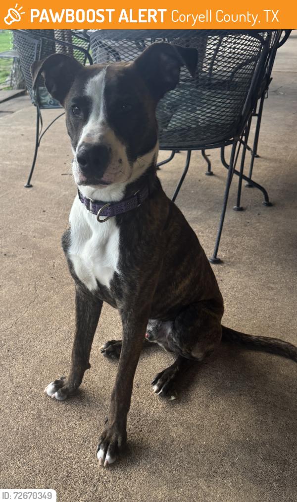 Found/Stray Male Dog last seen FM 2055, Coryell County, TX 76528
