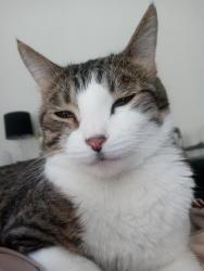 Lost Male Cat last seen Near east mills ct. .....Higley and Mckellips , Mesa, AZ 85215