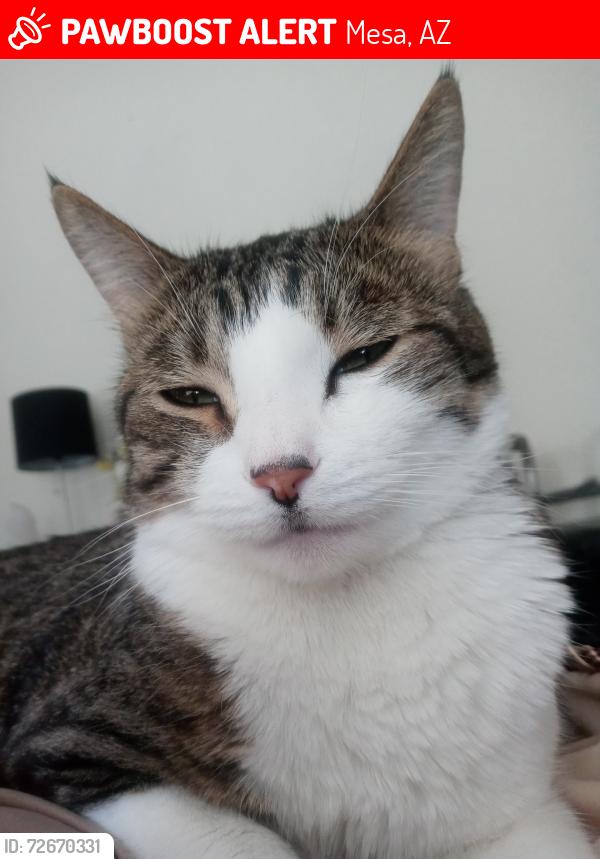 Lost Male Cat last seen Near east mills ct. .....Higley and Mckellips , Mesa, AZ 85215