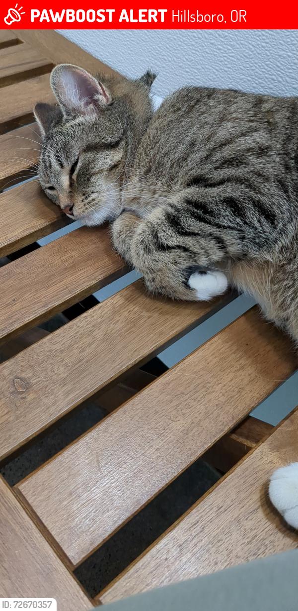 Lost Female Cat last seen Near NE Alder St.  Near Orenco Max ststion, Hillsboro, OR 97124