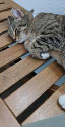 Lost Female Cat last seen Near NE Alder St.  Near Orenco Max ststion, Hillsboro, OR 97124