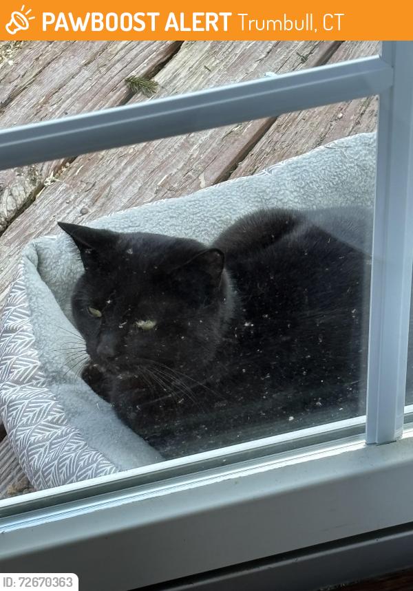 Found/Stray Male Cat last seen Main Street 06611, Trumbull, CT 06611
