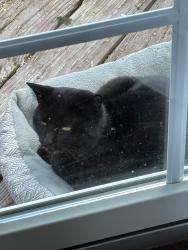 Found/Stray Male Cat last seen Main Street 06611, Trumbull, CT 06611