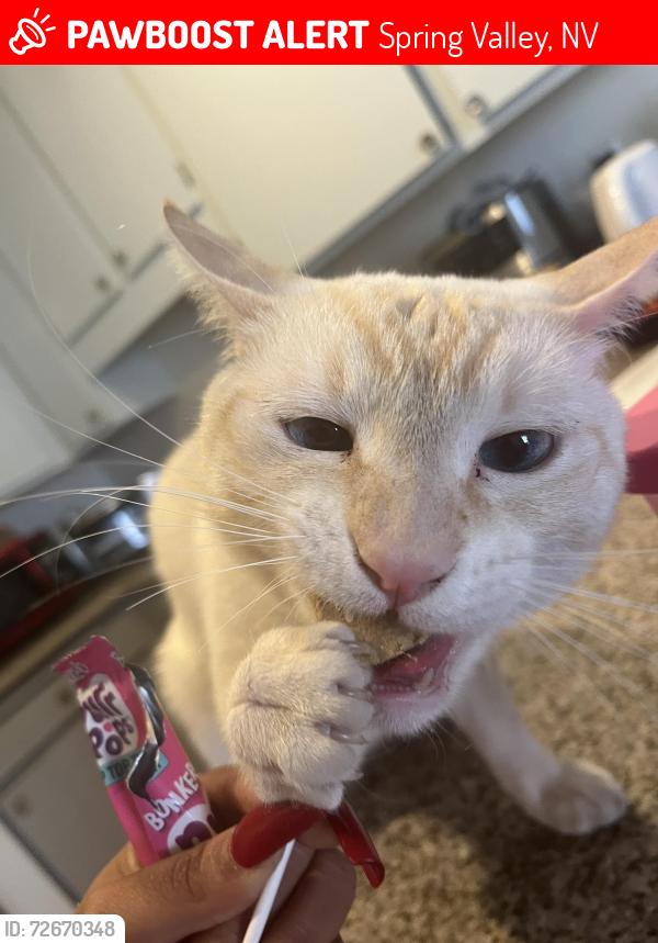 Lost Male Cat last seen Flamingo and Rainbow , Spring Valley, NV 89147