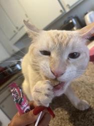 Lost Male Cat last seen Flamingo and Rainbow , Spring Valley, NV 89147