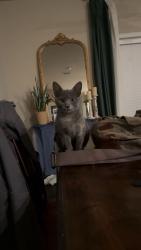 Lost Female Cat last seen South Pollard Rd, Daphne, AL 36526