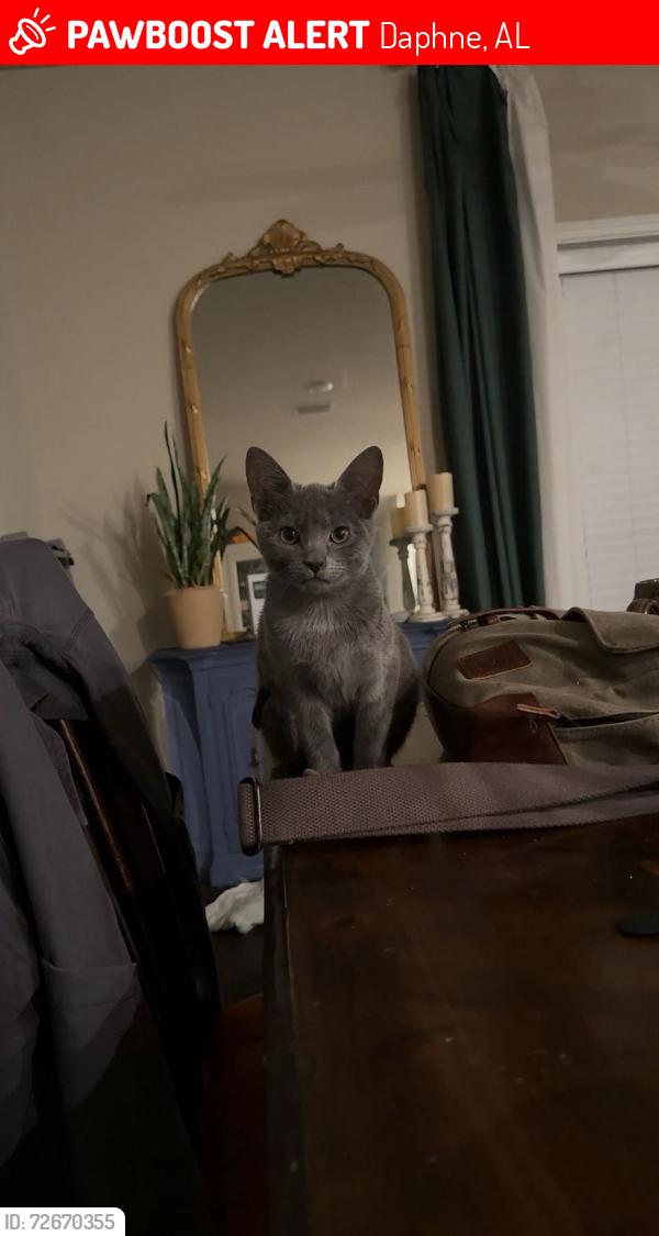 Lost Female Cat last seen South Pollard Rd, Daphne, AL 36526