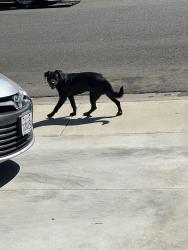 Found/Stray Male Dog last seen Vermont and Century, Los Angeles, CA 90044