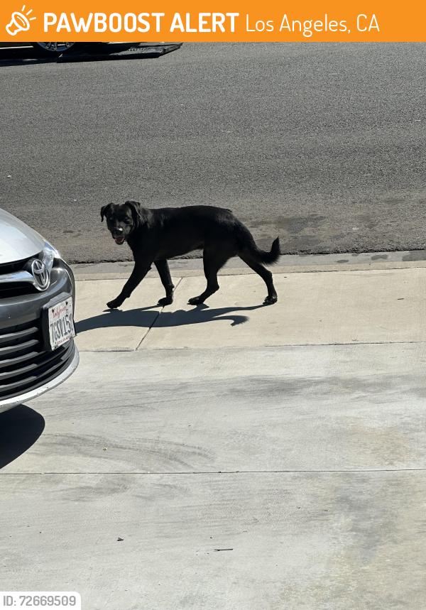 Found/Stray Male Dog last seen Vermont and Century, Los Angeles, CA 90044