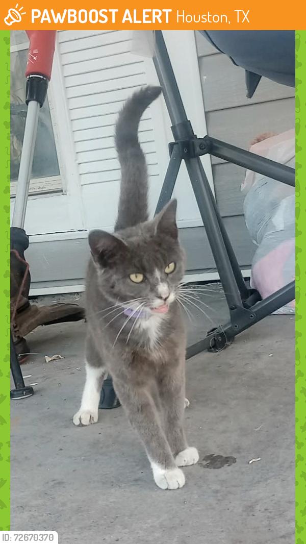 Found/Stray Female Cat last seen Avenue R, and Wayside, Houston, TX 77011