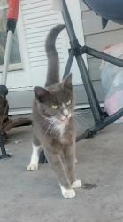 Found/Stray Female Cat last seen Avenue R, and Wayside, Houston, TX 77011