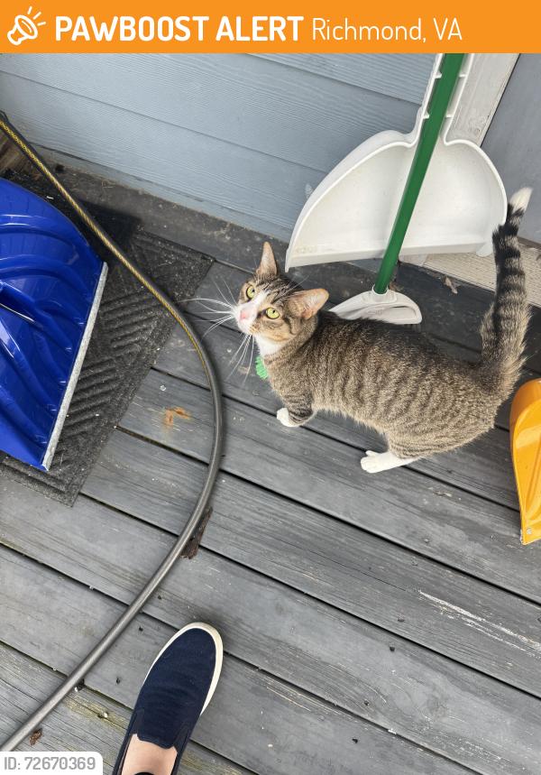 Found/Stray Unknown Cat last seen Idlewood & Randolph, Richmond, VA 23220