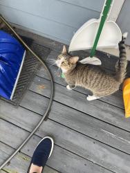 Found/Stray Unknown Cat last seen Idlewood & Randolph, Richmond, VA 23220
