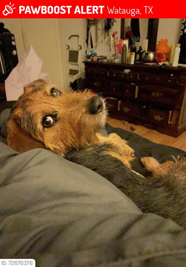 Lost Female Dog last seen Near and Stanes Street in Watauga, Watauga, TX 76148