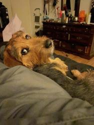 Lost Female Dog last seen Near and Stanes Street in Watauga, Watauga, TX 76148