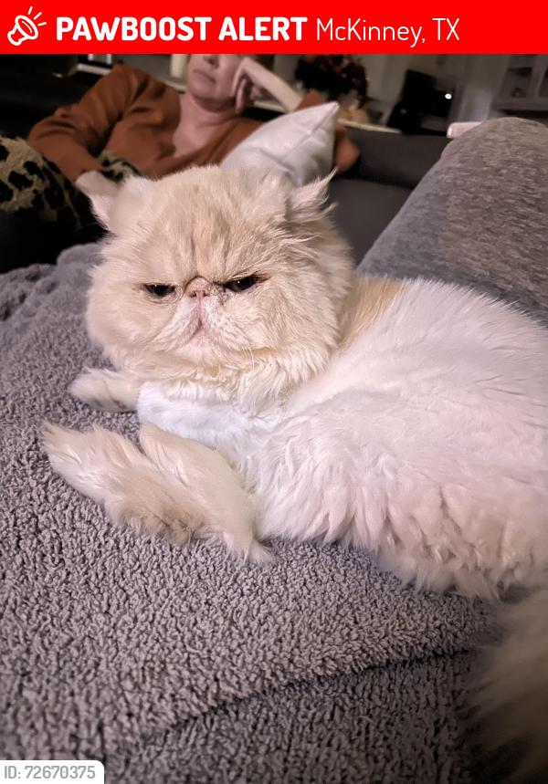 Lost Male Cat last seen Hyer place and Ardsley place, McKinney, TX 75072