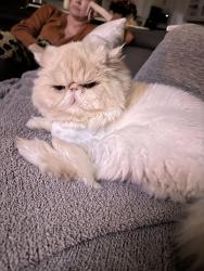Lost Male Cat last seen Hyer place and Ardsley place, McKinney, TX 75072