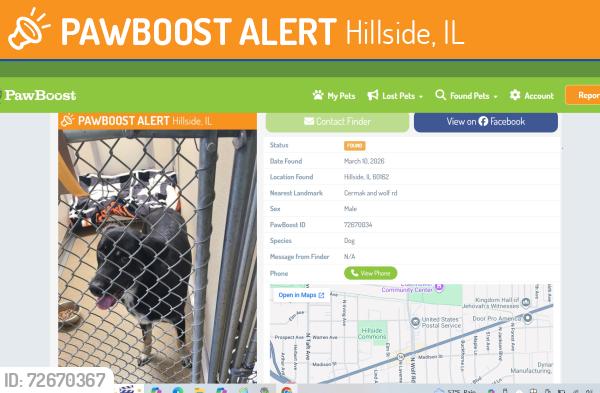 Found/Stray Male Dog last seen wolf road, Hillside, IL 60162