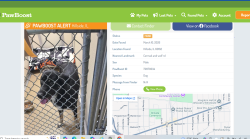 Found/Stray Male Dog last seen wolf road, Hillside, IL 60162