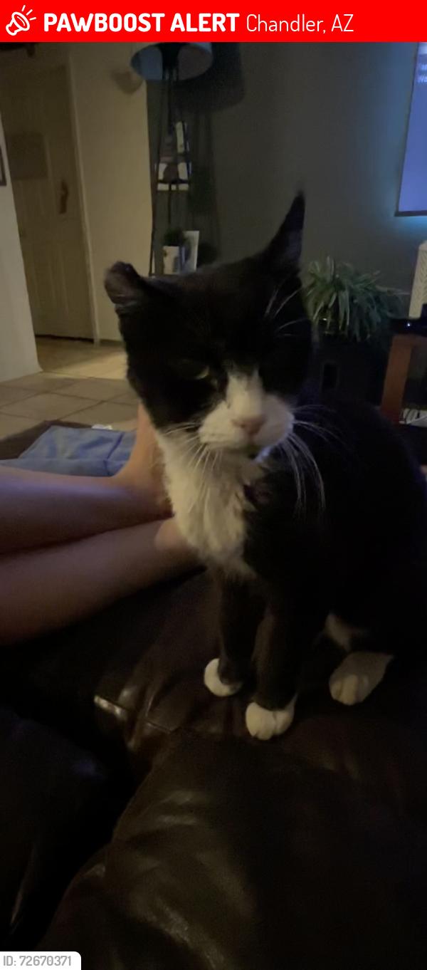 Lost Male Cat last seen Near East Erie street, Chandler, Az, Chandler, AZ 85225