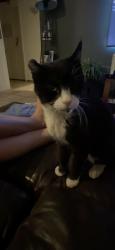 Lost Male Cat last seen Near East Erie street, Chandler, Az, Chandler, AZ 85225