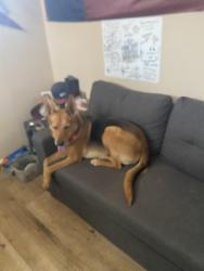 Found/Stray Male Dog last seen 96th st, Lubbock, TX 79424