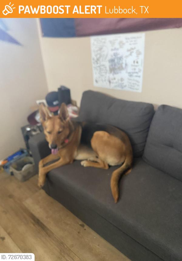 Found/Stray Male Dog last seen 96th st, Lubbock, TX 79424