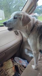 Lost Male Dog last seen 40th and s bryant , Oklahoma City, OK 73115