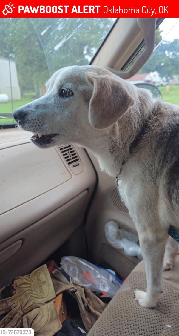 Lost Male Dog last seen 40th and s bryant , Oklahoma City, OK 73115