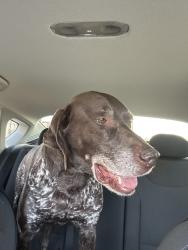 Found/Stray Male Dog last seen Fm 1641 and Amber Meadow  Drive, Talty, TX 75126
