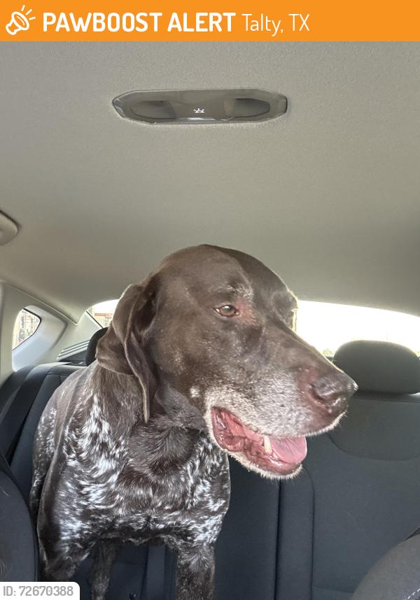 Found/Stray Male Dog last seen Fm 1641 and Amber Meadow  Drive, Talty, TX 75126