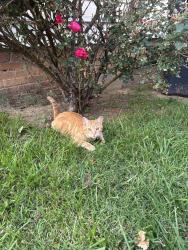 Lost Male Cat last seen Pennsylvania Ave, Virginia Ave, Bristol, TN 37620
