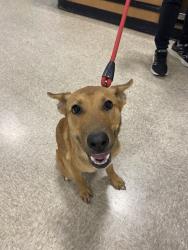 Found/Stray Female Dog last seen Fauna Street, Houston, TX 77061