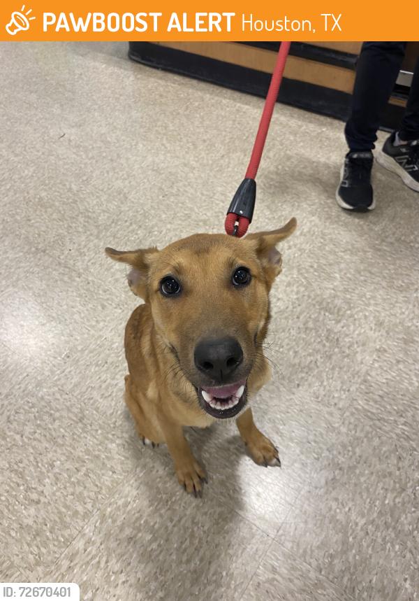 Found/Stray Female Dog last seen Fauna Street, Houston, TX 77061