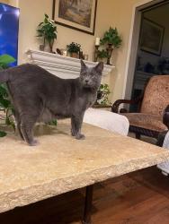 Lost Male Cat last seen El Mirage and Westward Skies, near Frys and ALA, Peoria, AZ 85383