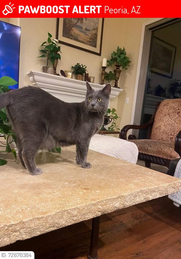 Lost Male Cat last seen El Mirage and Westward Skies, near Frys and ALA, Peoria, AZ 85383