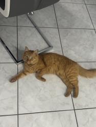 Lost Male Cat last seen Nw 22nd ave & 192nd Terrace, Miami Gardens, FL 33056